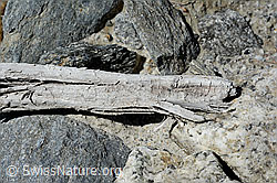 Photo: Wood finding no. 2 at the Unteraar glacier
