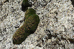 Foto: Kaktusmoos (Campylopus introflexus)