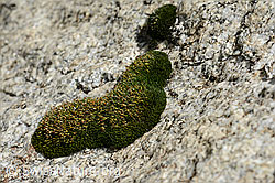 Kaktusmoos (Campylopus introflexus) (07.2020, C166874)