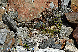 Violetter Schwingel (Festuca violacea) (C166902) Violetter Schwingel (Festuca violacea) (C166902)