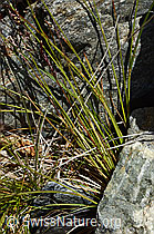 Violetter Schwingel (Festuca violacea) (C166904) Violetter Schwingel (Festuca violacea) (C166904)