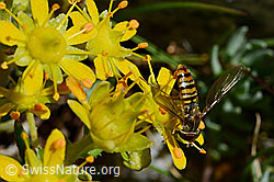 Hainschwebfliege (Episyrphus balteatus) (C168789) Hainschwebfliege (Episyrphus balteatus) (C168789)
