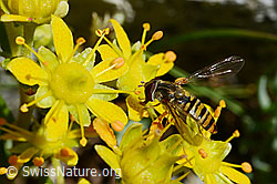 Bewimperter Steinbrech (Saxifraga aizoides)