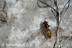 Hainschwebfliege (Episyrphus balteatus) (19.07.2020, C168791)