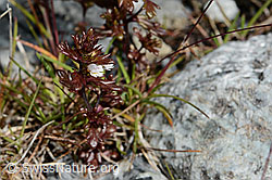 Zwerg-Augentrost (Euphrasia minima) (19.07.2020, C168803)