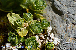 Einblütiges Hornkraut (Cerastium uniflorum) (19.07.2020, C168805)