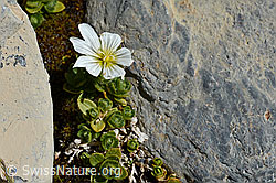 Einblütiges Hornkraut (Cerastium uniflorum) (19.07.2020, C168807)