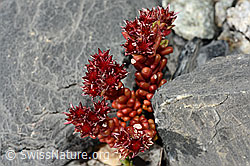 Dunkler Mauerpfeffer (Sedum atratum) (19.07.2020, C168810)