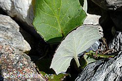 Tussilago farfara (C168818)