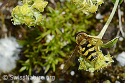 Grosse Schwebfliege (Syrphus ribesii) auf Rot-Klee (Trifolium pratense)