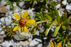 Bewimperter Steinbrech (Saxifraga aizoides) (C169044) Bewimperter Steinbrech (Saxifraga aizoides) (C169044)