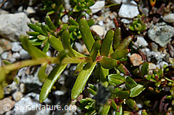 Bewimperter Steinbrech (Saxifraga aizoides) (C169045) Bewimperter Steinbrech (Saxifraga aizoides) (C169045)