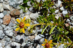 Bewimperter Steinbrech (Saxifraga aizoides) (C169046) Bewimperter Steinbrech (Saxifraga aizoides) (C169046)