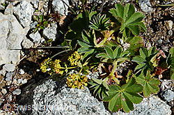 Weichhaariger Frauenmantel  (Alchemilla hybrida) (C169050)