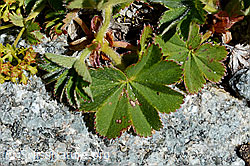 Weichhaariger Frauenmantel  (Alchemilla hybrida) (C169051)