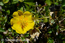 Gold-Fingerkraut (Potentilla aurea) (C169055) Gold-Fingerkraut (Potentilla aurea) (C169055)