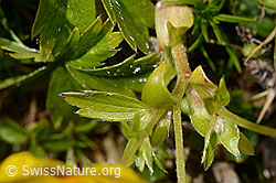 Gold-Fingerkraut (Potentilla aurea) (C169057) Gold-Fingerkraut (Potentilla aurea) (C169057)