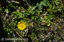Gold-Fingerkraut (Potentilla aurea) (C169059) Gold-Fingerkraut (Potentilla aurea) (C169059)