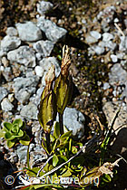 Frühlings-Enzian (Gentiana verna) (C169082) Frühlings-Enzian (Gentiana verna) (C169082)
