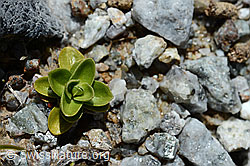 Frühlings-Enzian (Gentiana verna) (C169083) Frühlings-Enzian (Gentiana verna) (C169083)