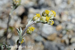 Echte Edelraute (Artemisia umbelliformis) (C169086) Echte Edelraute (Artemisia umbelliformis) (C169086)