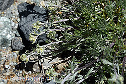 Echte Edelraute (Artemisia umbelliformis) (C169087) Echte Edelraute (Artemisia umbelliformis) (C169087)