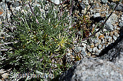 Echte Edelraute (Artemisia umbelliformis) (C169088) Echte Edelraute (Artemisia umbelliformis) (C169088)