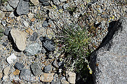 Echte Edelraute (Artemisia umbelliformis) (C169090) Echte Edelraute (Artemisia umbelliformis) (C169090)