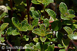 Vielhaariger Thymian (Thymus polytrichus) (07.2020, C169119)