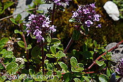 Vielhaariger Thymian (Thymus polytrichus) (07.2020, C169120)