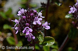 Vielhaariger Thymian (Thymus polytrichus) (07.2020, C169121)