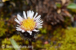 Einköpfiges Berufkraut (Erigeron uniflorus) (C169130) Einköpfiges Berufkraut (Erigeron uniflorus) (C169130)
