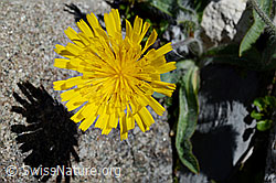 Grauzottiges Habichtskraut (Hieracium piliferum) (C169143) Grauzottiges Habichtskraut (Hieracium piliferum) (C169143)