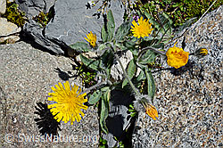 Grauzottiges Habichtskraut (Hieracium piliferum) (C169145) Grauzottiges Habichtskraut (Hieracium piliferum) (C169145)