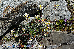 Trauben-Steinbrech (Saxifraga paniculata) (C169149)