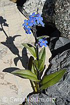 Alpen-Vergissmeinnicht (Myosotis alpestris) (C169151)