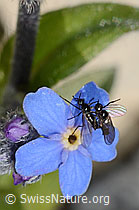 Elegante, kleine Fliegen (ev. Rhamphomyia lamellata) während Paarung (C169161)