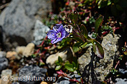 Felsen-Ehrenpreis (Veronica fruticans) (C169165)
