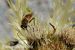 Alpen-Kratzdistel (Cirsium spinosissimum)