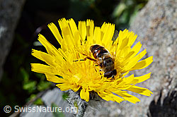 Mistbiene (Eristalis tenax)