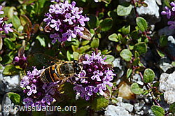 Mistbiene (Eristalis tenax) auf Vielhaarigem Thymian (Thymus polytrichus) (C169214) Mistbiene (Eristalis tenax) auf Vielhaarigem Thymian (Thymus polytrichus) (C169214)