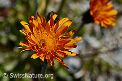 Gold-Pippau (Crepis aurea) (07.2020, C169227)
