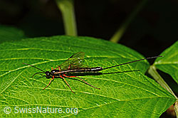 Riesenschlupfwespe (Dolichomitus imperator) (C169391) Riesenschlupfwespe (Dolichomitus imperator) (C169391)