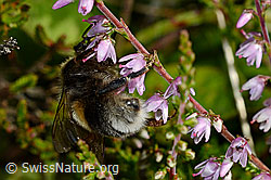 Hellgelbe Erdhummel (Bombus lucorum) an Besenheide (Calluna vulgaris) (C169505) Hellgelbe Erdhummel (Bombus lucorum) an Besenheide (Calluna vulgaris) (C169505)