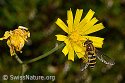 Grosse Schwebfliege (Syrphus ribesii) (C169507)