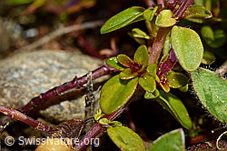Arznei-Thymian (Thymus pulegioides) (C169510) Arznei-Thymian (Thymus pulegioides) (C169510)