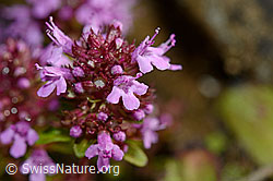 Arznei-Thymian (Thymus pulegioides) (C169511) Arznei-Thymian (Thymus pulegioides) (C169511)