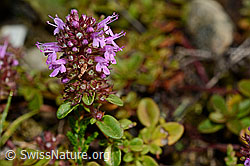 Arznei-Thymian (Thymus pulegioides) (C169512) Arznei-Thymian (Thymus pulegioides) (C169512)