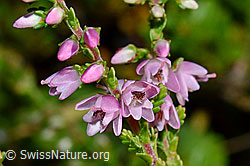 Besenheide (Calluna vulgaris). Blüten (C169513) Besenheide (Calluna vulgaris). Blüten (C169513)