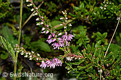 Besenheide (Calluna vulgaris). Blüten und Blätter. (C169514) Besenheide (Calluna vulgaris). Blüten und Blätter. (C169514)